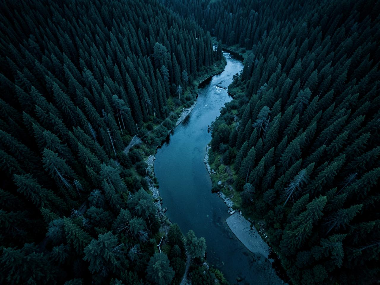 Aerial view of a river winding through dense dark pine forest